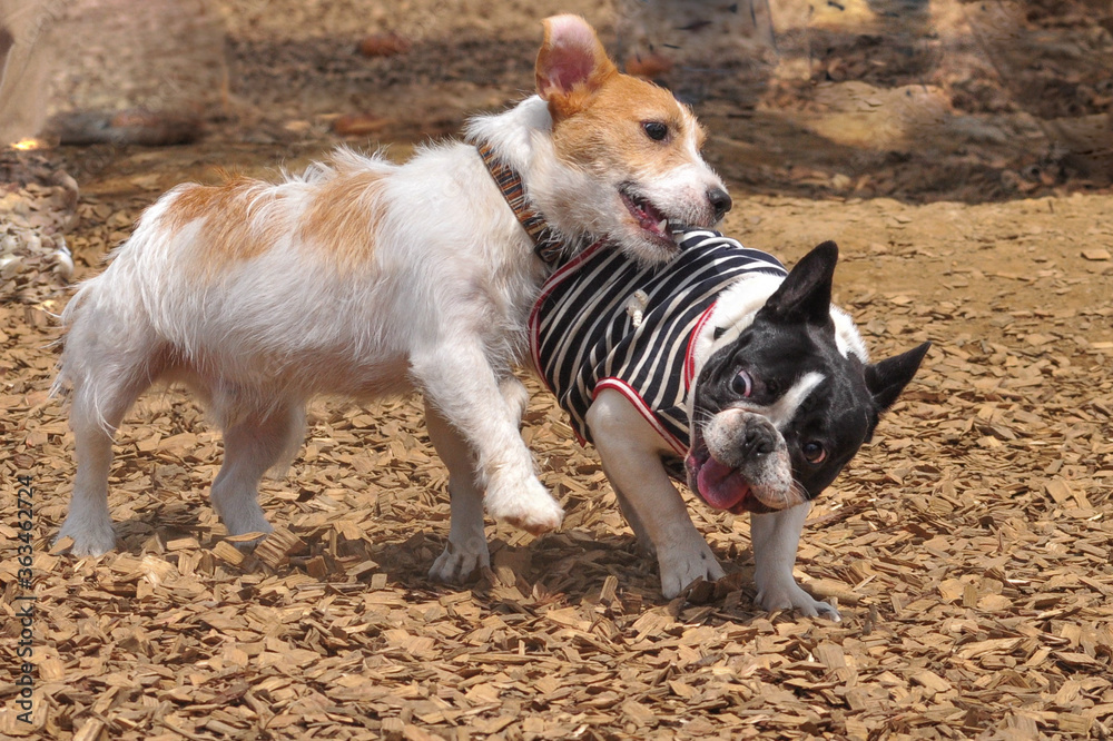 AdobeStock_363462724_Preview